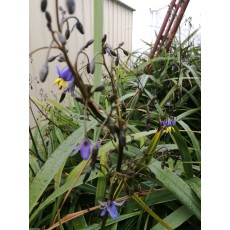 Dianella nigra